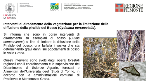 Piralide del Bosso